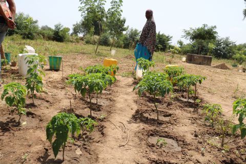 Echange Et Formation En Aménagement Agroforestier 1