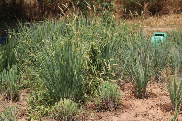 Echange Et Formation En Aménagement Agroforestier 2