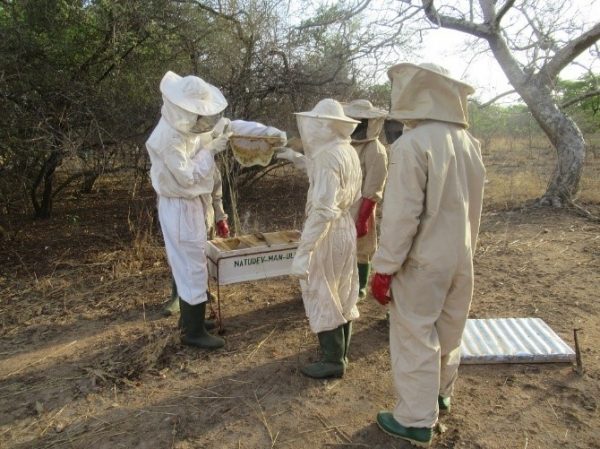 Formation Apiculture BF