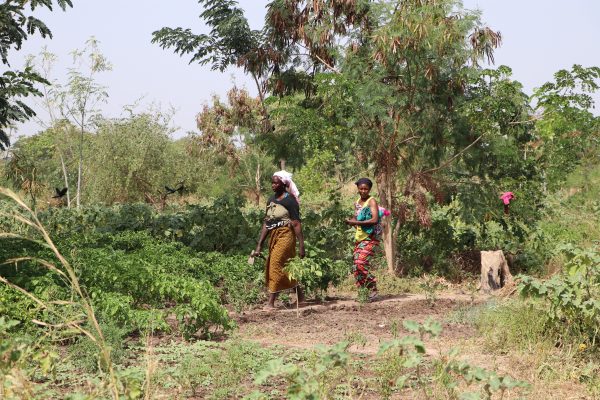 Agroforesterie Sénégal