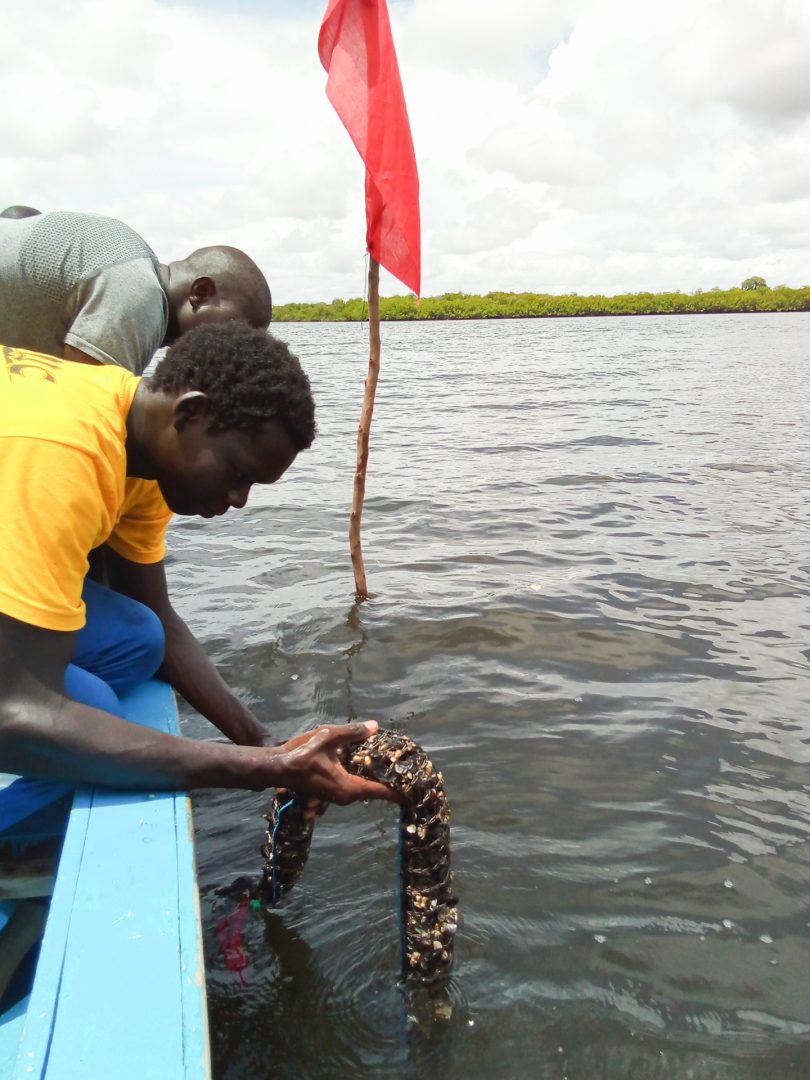 Bientôt des moules-frites au Sénégal ? | ULB-Coopération