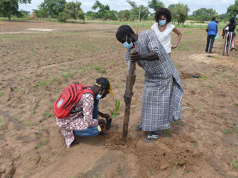 Plantation D Arbres Senegal