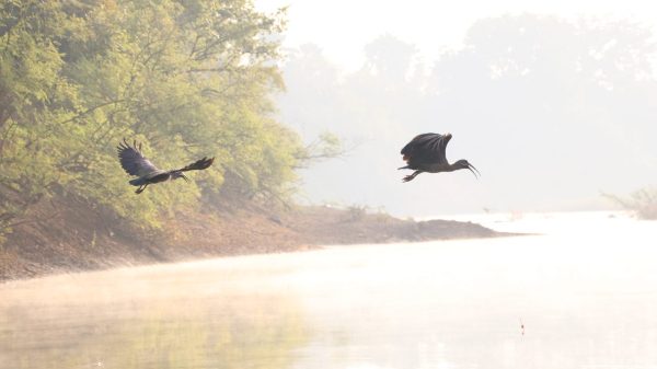 Parc Niokolo Koba oiseaux