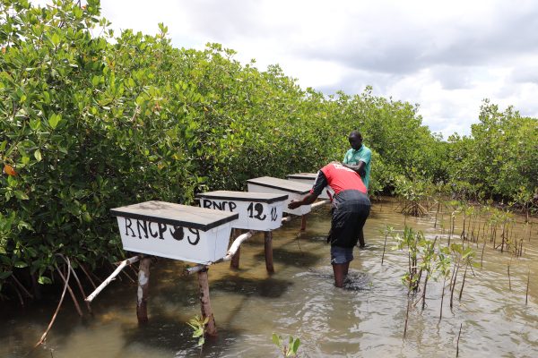 Apiculture mangrove