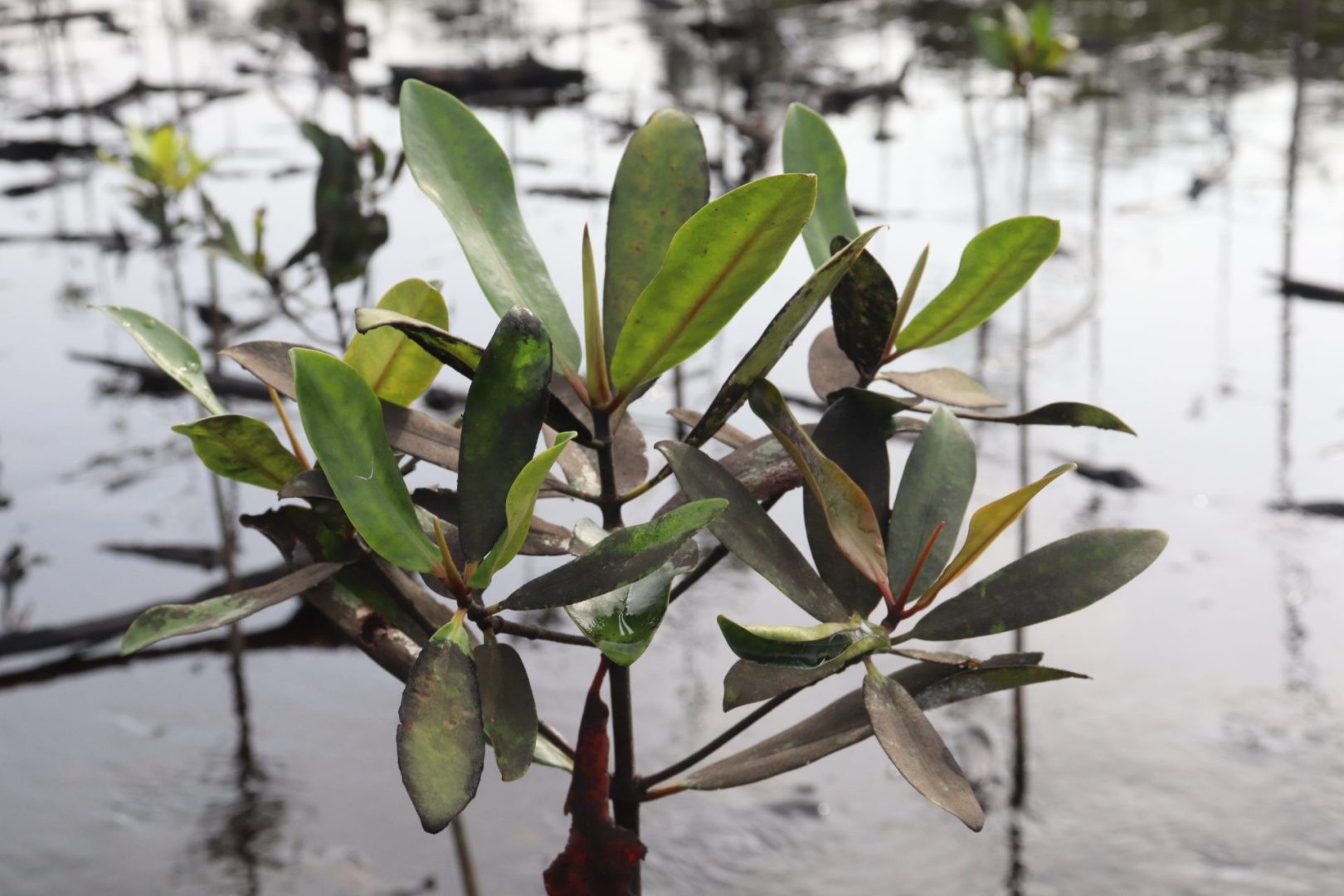mangrove palétuvier