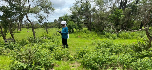 Préserver la flore du Niokolo-Koba : la mission scientifique de Ndeye Marie Dione Faye